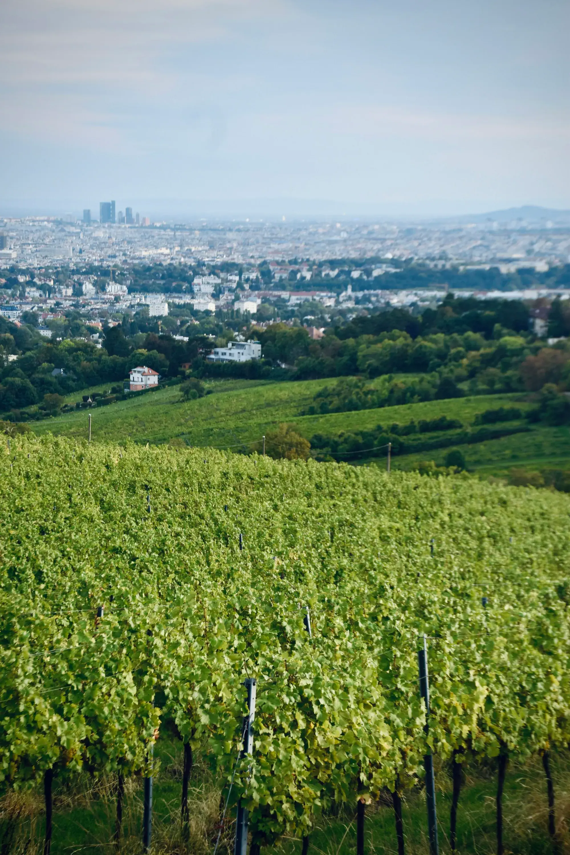 Vienna: the landlord city