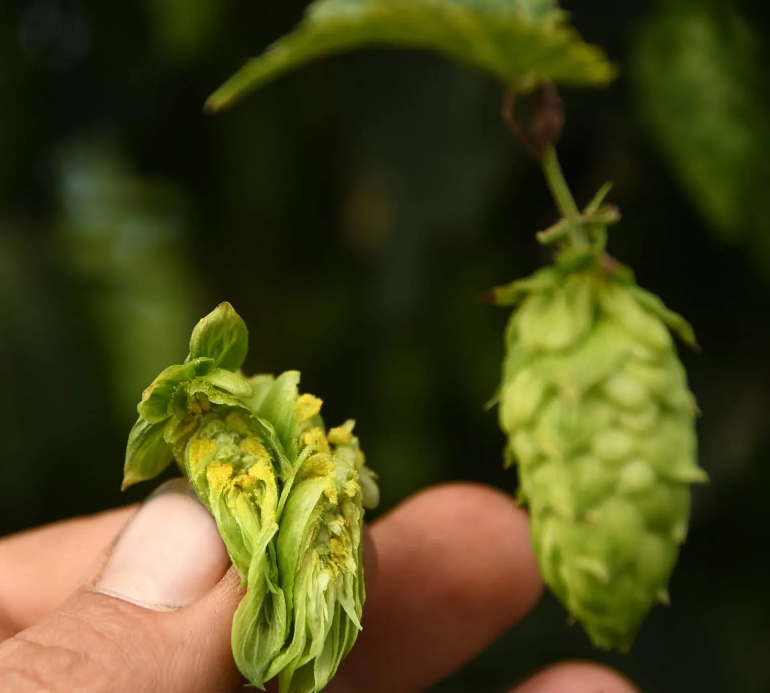 It is a real bet to make organic hops in Brittany.