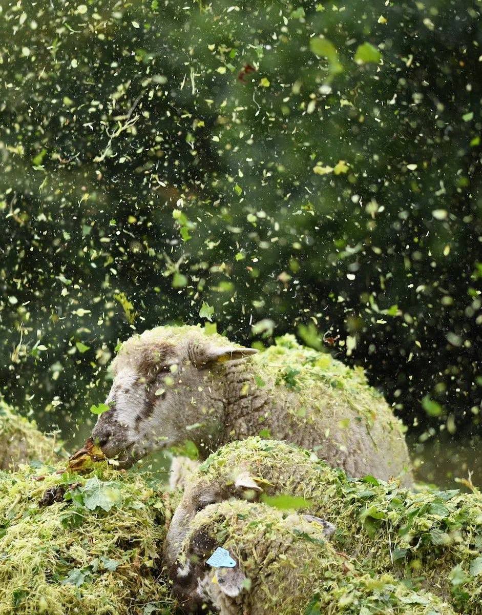 The sheep for hops