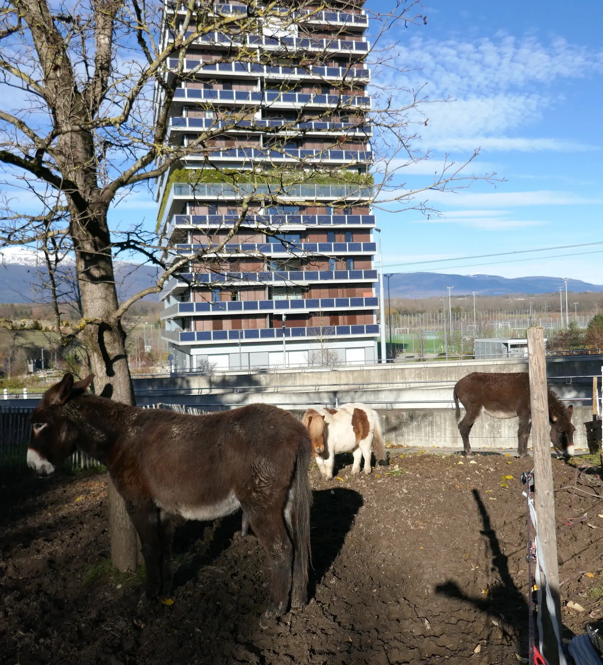 Les ânes de la Ferme des Vergers, au pied de la tour aux balcons solaires.