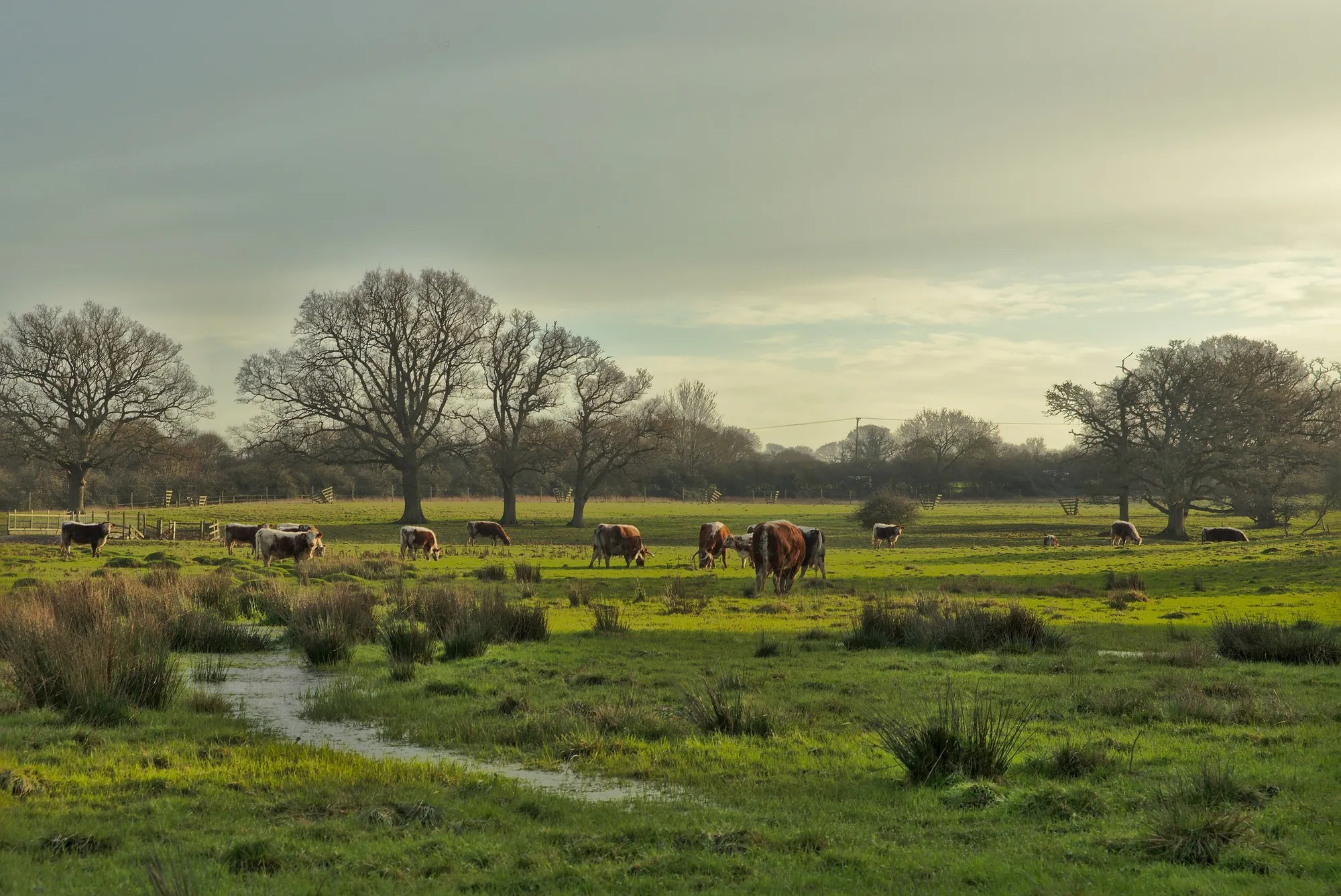 Knepp